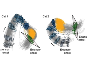 Chethan-480x330.jpg Two side‑by‑side scientific diagrams labeled Cat 1 and Cat 2 showing clusters of colored data points and curved gray lines representing muscle‑activity patterns during movement. Each diagram includes blue, green, and yellow point clusters and marked ‘extensor onset’ and ‘extensor offset’ angles.