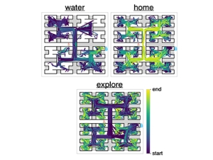 new_figure-480x330.jpg Three maze-like diagrams labeled ‘water,’ ‘home,’ and ‘explore,’ each showing colored paths representing an animal’s movement through the maze. The paths shift from dark purple at the start to bright yellow at the end, indicating progression over time according to the color scale on the right